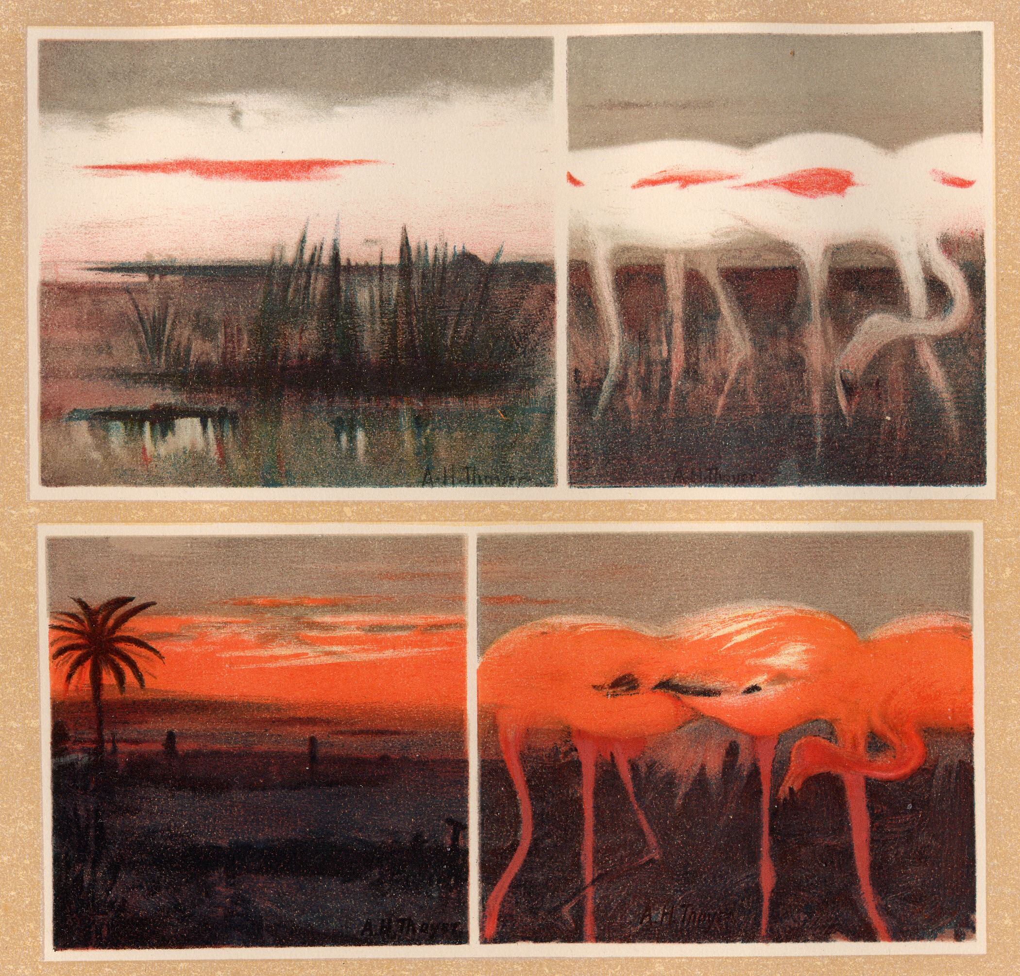 “Red flamingoes, white flamingoes, and the colors they simulate.” from Concealing Color in the Animal Kingdom, 1909.