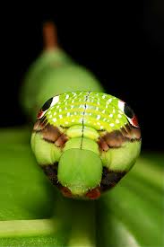 Posterior of Elephant Hawk caterpillar